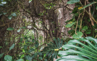 Is Your Website Like A Jungle?