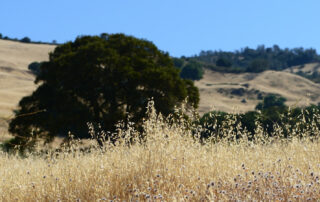 Mount Diablo